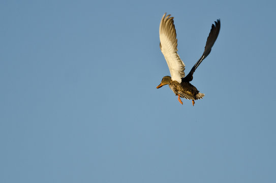 Female Mallard Duck Flying in a Blue Sky
