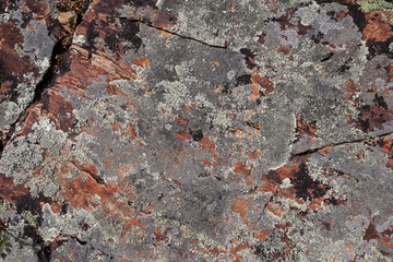 Multicolored red brown black silver grey rock stone moss texture background