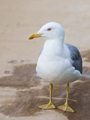 Fototapeta premium smart beautiful seagull looks