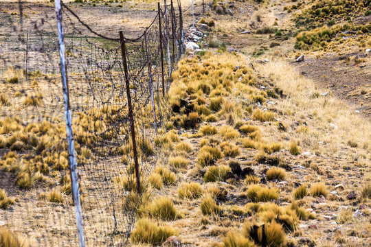 wire fence in pasture vicunas