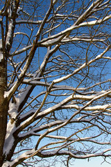 Schneebedeckter Baum