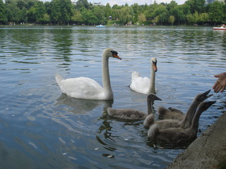 Hand feeding swan goslings at lakeshore in park