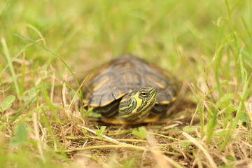 Obraz premium Turtle in grass