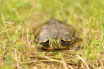 Turtle in grass