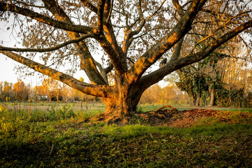 Fototapeta premium Albero incantato