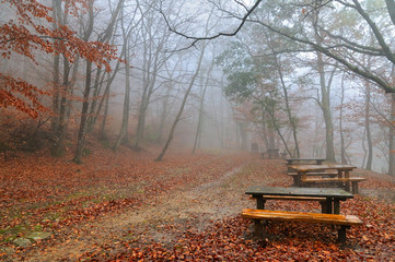 Obraz premium autumn leaves in foggy morning