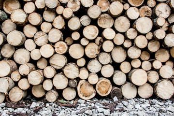 Pile of wood in forest. Stacked trees. Cross section pattern background.