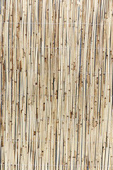 bamboo background