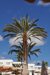 Palme auf Lanzarote