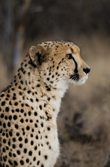 Gepard in der Steppe; Acinonyx jubatus; Portrait