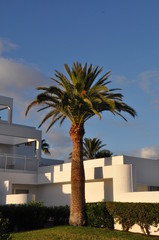 Fototapeta na wymiar Palme im RIU Paraiso auf Lanzarote