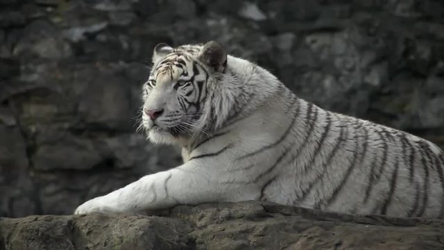 A young bengal tiger male, lying and looking back. The most beautiful animal and very dangerous beast of the world. Animal portrait of a white tiger.