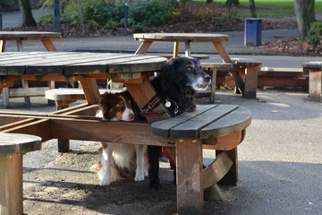 Dogs bounded in front of restaurant