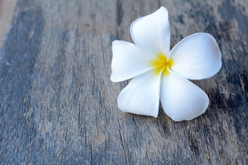 Fototapeta na wymiar Plumeria flower on old wood floors.