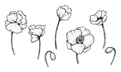 Set of vector black and white poppies