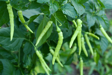 green chilies growing in a vegetable garden