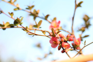 Pink pastel flowers in tree