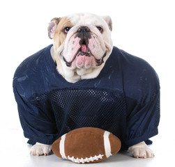 dog dressed like football player