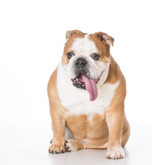 Obraz premium senior english bulldog