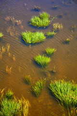 green algae and grass in the river, background