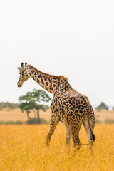 Giraffe von hinten