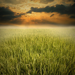 Fototapeta premium Nice field with sunrise sky, Landscape background