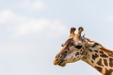 Portrait einer Giraffe