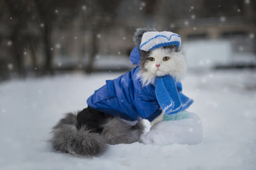 cat playing in the snow frosty day