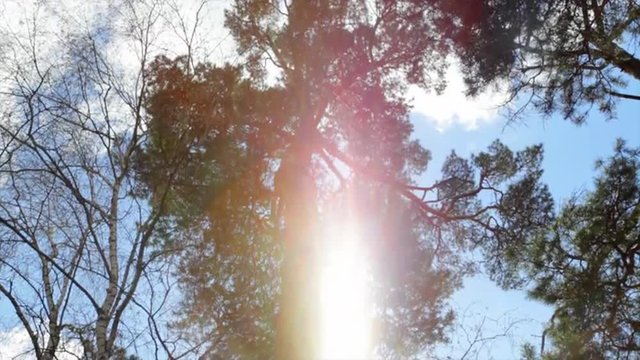 Play of colors in spring pine forest. Multicolor specks of sunshine through the pine needles. Opposite motion of glistening catchlight on wood background.