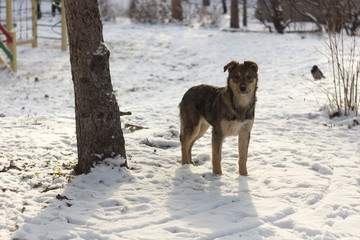 homeless dog