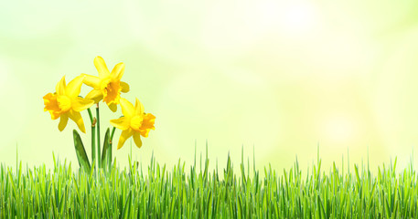 Osterglocken (Narzissen) erblühen in saftigem Frühlingsgras
