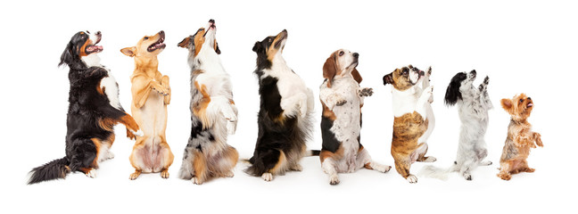 Row of dogs sitting up to side begging