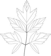 Leaf of Acer negundo