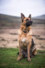alsatian pure bread dog sitting on grass