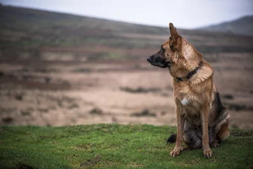Crédence de cuisine en verre imprimé Chien German shepherd security dog looking