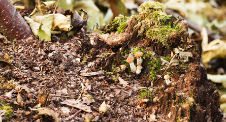 small mushrooms in the forest
