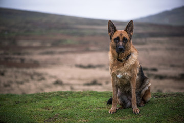 Potrait of german shepherd dog