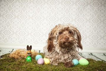 Havaneser feiert Ostern