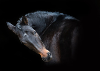 Fototapeta na wymiar Portrait of brown horse on the black background