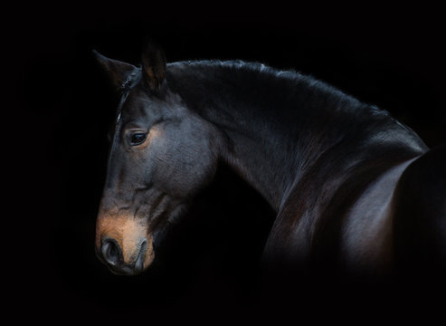 Portrait of brown horse on the black background