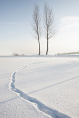 Two trees in white winter snow minimalist landscape, footprints trail in snow