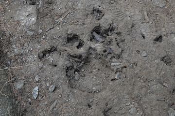 Impronta dell'orso
