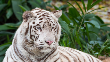 A magnificent white bengal tiger with blue eyes and a pink nose is lying down and staring at something.
