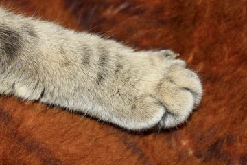 paw of cat on the fabric