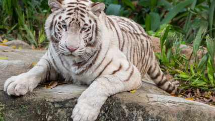 Fototapeta na wymiar A powerful and majestic white bengal tiger with blue eyes and a pink nose is lying down and looking at his next meal. 