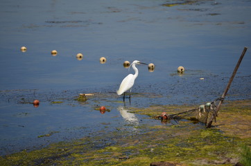 Aigrette