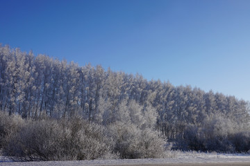 landscape in winter