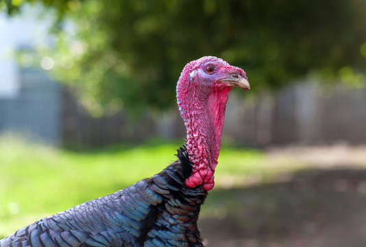 Portrait poultry turkey on green summer background