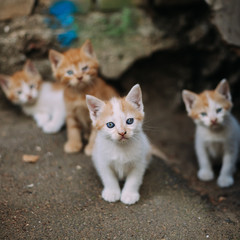 Fototapeta na wymiar Four cute small stray white and ginger kittens