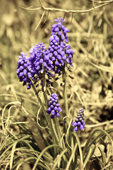 Aubazine (Corrèze)